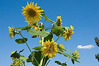 像素人狼游戏《暗锅人狼》上架Steam 年内登陆Switch＆PC