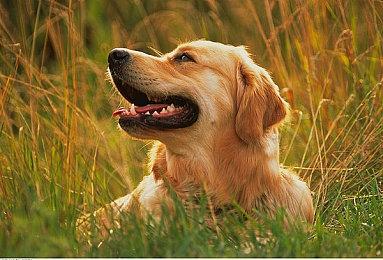 《潜水员戴夫》“一番的假日”DLC上市日期现已公布