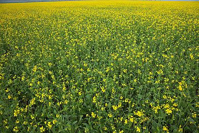 《索尼克×夏特 世代重启》确认护航Switch2 